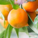 みかん苗木1年生接ぎ木ポット苗