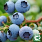 ブルーベリー 苗 【スパルタン （ノーザンハイブッシュ系）】 3年生 接ぎ木苗