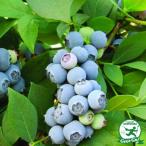 ◆送料無料◆ ブルーベリー 苗 【チャンドラー （ノーザンハイブッシュ系）】 2年生 挿し木苗 （ニーム小袋付き） ※北海道・沖縄は送料無料適用外です。