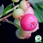 ショッピングブルーベリー ◆送料無料◆ ブルーベリー 苗 【フロリダローズ （ラビットアイ系）】 2年生 挿し木苗 （ニーム小袋付き） ※北海道・沖縄は送料無料適用外です。