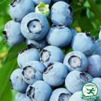 ブルーベリー苗2年生接ぎ木苗