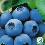 ブルーベリー 苗 【 ヌイ（ノーザンハイブッシュ系） 】 2年生 接ぎ木苗