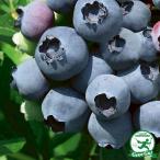 ブルーベリー苗2年生接ぎ木苗