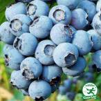 ブルーベリー 苗 【ケープフェアー （サザンハイブッシュ系）】 1年生 挿し木苗