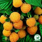 laz Berry рассада [ желтый laz Berry Joy Gold ( 2 сезон ..)] 2 год сырой pot рассада 