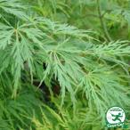  клен саженец [ синий ... клен ] примерно 0.7m pot рассада 