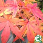 * бесплатная доставка * клен саженец [... клен . Izumi (.....)] примерно 1.0m корень наматывать рассада ( Nimes маленький пакет имеется ) * Hokkaido * Okinawa. бесплатная доставка применение вне..