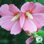 ムクゲ苗5号ポット苗