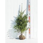 ショッピング苗 ◆送料無料◆もみの木 苗 【ウラジロモミ】 約1.0m 根巻き苗 （ニーム小袋付き） ※北海道・沖縄は送料無料適用外です。