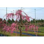 花桃苗木2年生接ぎ木大苗