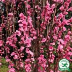 * бесплатная доставка * цветок персик рассада [ розовый цветок . рука персик (.....)] 1 год сырой примерно 0.7m pot рассада ( Nimes маленький пакет имеется ) * Hokkaido * Okinawa. бесплатная доставка применение вне..