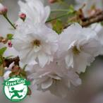 桜 苗木 【一葉桜 （いちようざくら）】