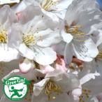 ◆送料無料◆ 桜苗木 ソメイヨシノ 苗木