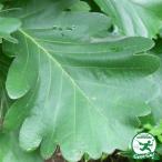 ka помятость [ Kashiwa. дерево ] pot рассада 