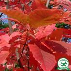 meg потертость noki рассада [ глаз лекарство. дерево ] pot рассада 