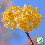 mitsumata рассада [mitsumata желтый цветок ( China три .)] pot рассада 