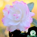 sa The nka рассада [ утро .sa The nka(. Sakura ....)] примерно 0.7m корень наматывать рассада 