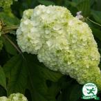 カシワバ アジサイ 苗 【わい性 ハーモニー】 ポット苗