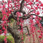  цветок слива рассада [ красный цветок ... слива ] 2 год сырой контактный . дерево большой рассада 