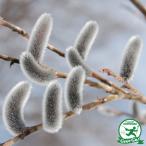  кошка . рассада [ кошка yanagi] 5 номер pot рассада 