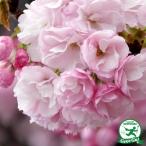 ◆送料無料◆ 桜 苗木 【 八重桜 八重紅虎の尾(やえべにとらのお)】 1年生 接ぎ木苗 (ニーム小袋付き) ※北海道・沖縄は送料無料適用外です。