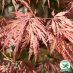 . лист ветка сидэ саженец [ красный ... клен ] примерно 1.0m корень наматывать рассада 