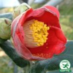 椿苗木接木苗2年生接ぎ木苗