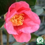 . саженец контактный дерево рассада [ три тысяч ...( san ........) один -слойный ..] 2 год сырой контактный . дерево рассада 