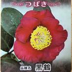椿苗木接木苗2年生接ぎ木苗