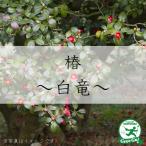 . саженец контактный дерево рассада [ белый дракон (. ....). -слойный ..] 2 год сырой контактный . дерево рассада 