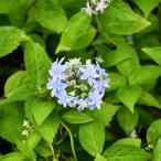 アジサイ 山紫陽花 苗 【伊予のひかり】 幼苗