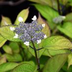 アジサイ 山紫陽花 苗 【富士の峰】 幼苗