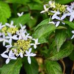 アジサイ 山紫陽花 苗 【乙女の舞】 幼苗