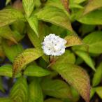 アジサイ 山紫陽花 苗 【伊予獅子】 5号ポット苗