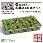 * бесплатная доставка * газонная трава Sakura (siba The kla) рассада [ изумруд подушка ] 3 номер pot рассада ×40 шт. комплект 