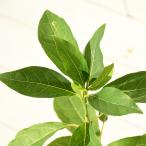  черный moji саженец [ большой лист чёрный знак ( oo ba черный moji)] pot рассада 