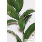 ru ska s рассада [ru ska sfipo плёнка ] pot рассада 