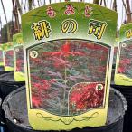  клен саженец [.. .(.. . зонт )] примерно 0.7m pot рассада 