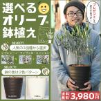 ◆送料無料◆ オリーブ 苗木 【3品種から選べる オリーブ鉢植え】 フレグラーポット鉢植え（アイボリーorダークブラウン） ※北海道・沖縄は送料無料適用外