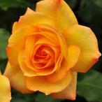 バラ苗3年生接ぎ木約1.3m大苗