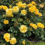 バラ苗3年生接ぎ木約1.3m大苗