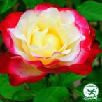 バラ 苗 【つるバラ ダブルデライト (CL) 一季咲き】 2年生 接ぎ木 大苗