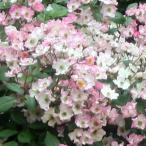 バラ苗3年生接ぎ木特大苗