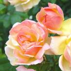 ◇開花後強剪定株花芽なし◇<...