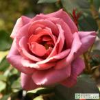 バラ苗2年生接ぎ木大苗