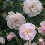 バラ苗3年生接ぎ木約1.3m大苗