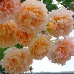 ショッピング苗 バラ 苗 【つるバラ ポルカ (CL) 大輪 返り咲き】 2年生 接ぎ木 大苗