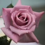 ◇開花後強剪定株花芽なし◇<...