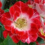 バラ 苗 【つるバラ リトルアーチスト (CL) ミニバラ 返り咲き】 3年生 接ぎ木 約1.3m 大苗 (長尺苗)