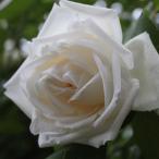 バラ 苗 【つるバラ 新雪 (CL) 四季咲き】 1年生 接ぎ木 新苗